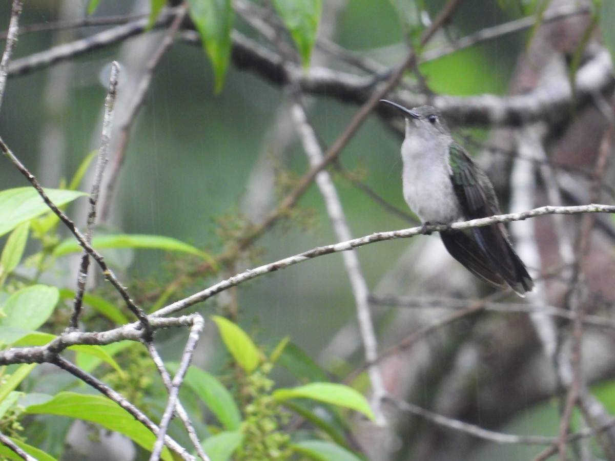 Colibrí Pechigrís - ML620302550