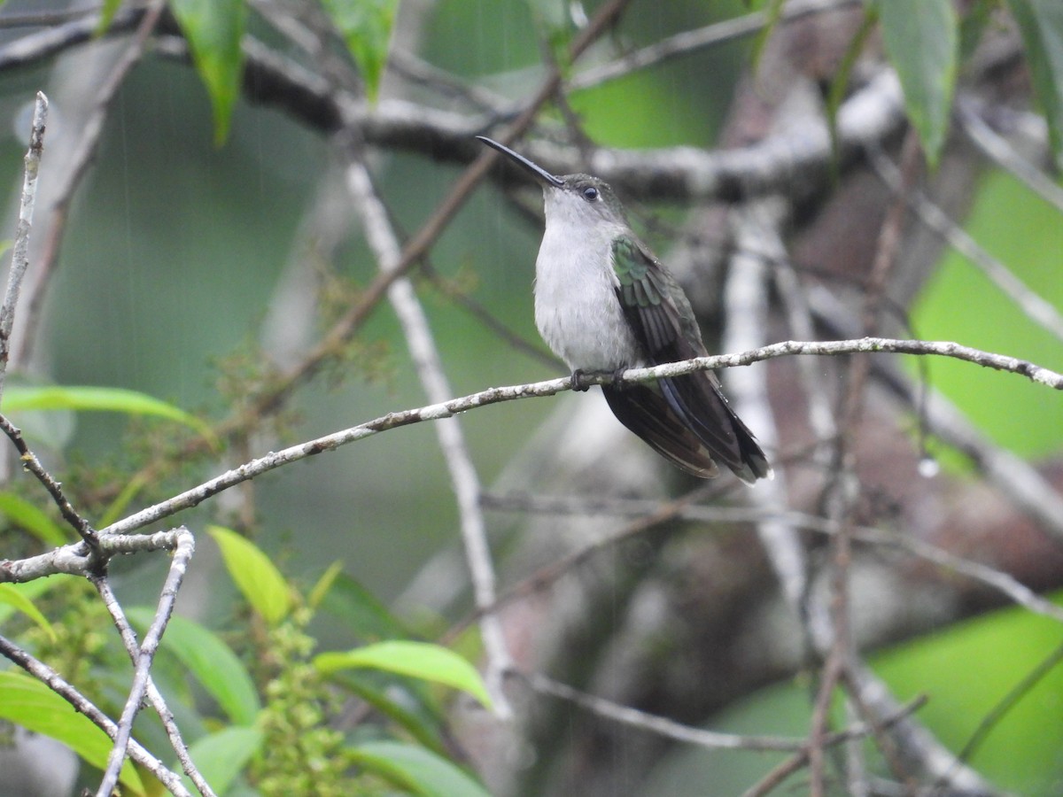 Colibrí Pechigrís - ML620302551