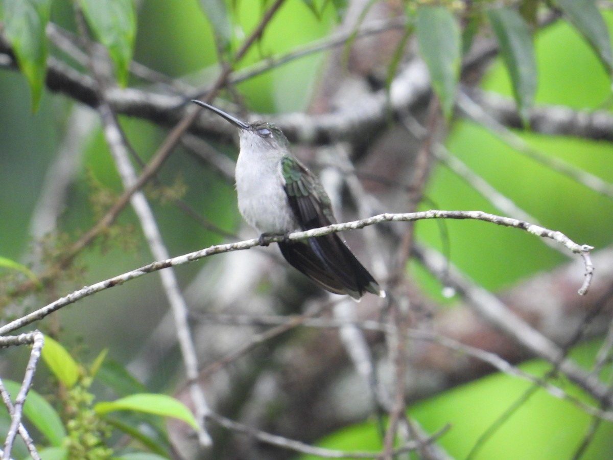 Gray-breasted Sabrewing - ML620302552