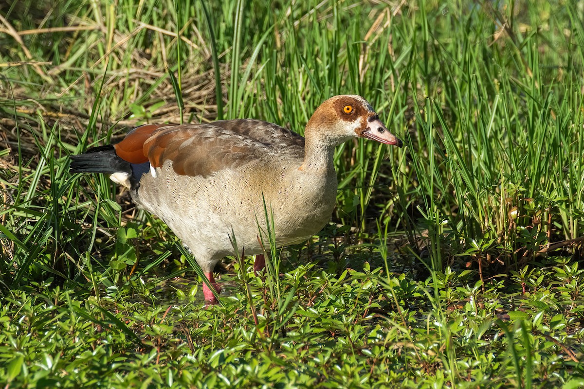 Egyptian Goose - ML620302553