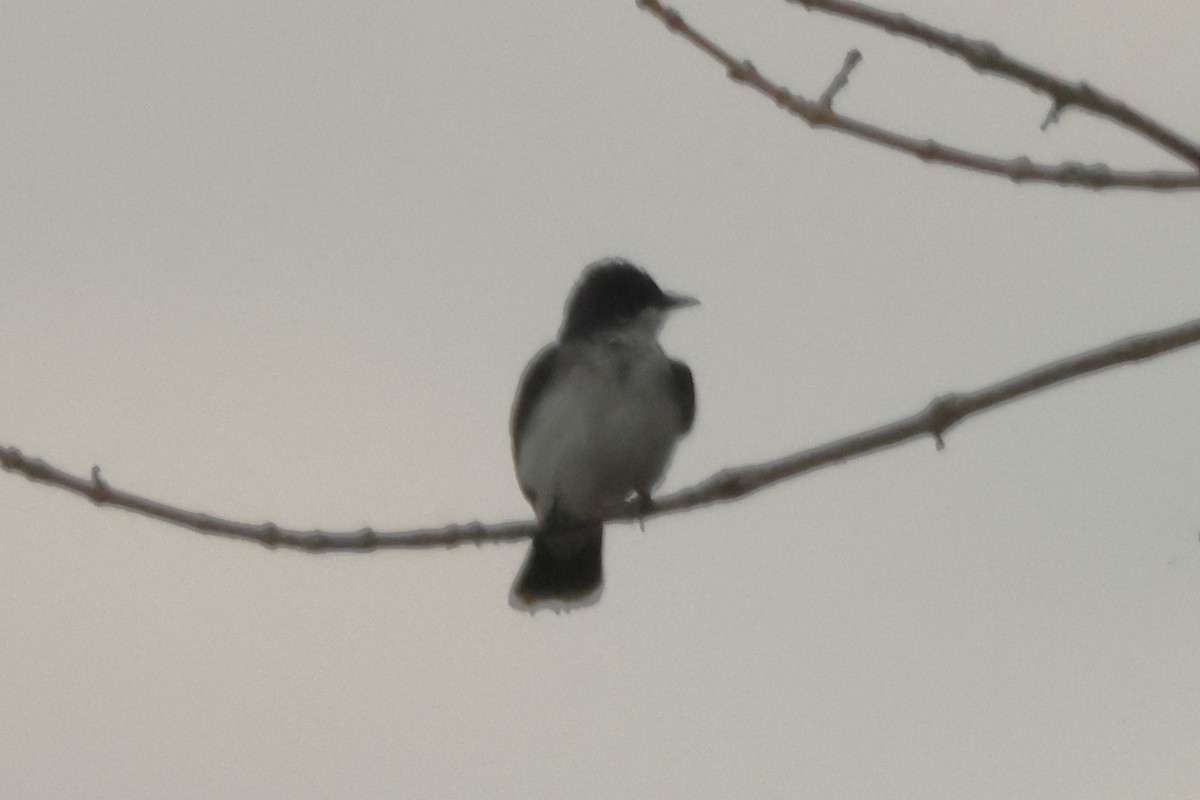 Eastern Kingbird - ML620302554