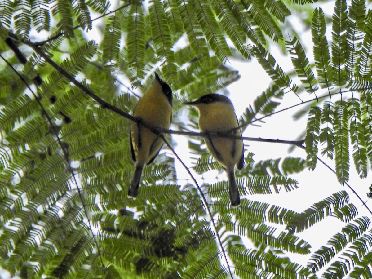 Common Tody-Flycatcher - ML620302556