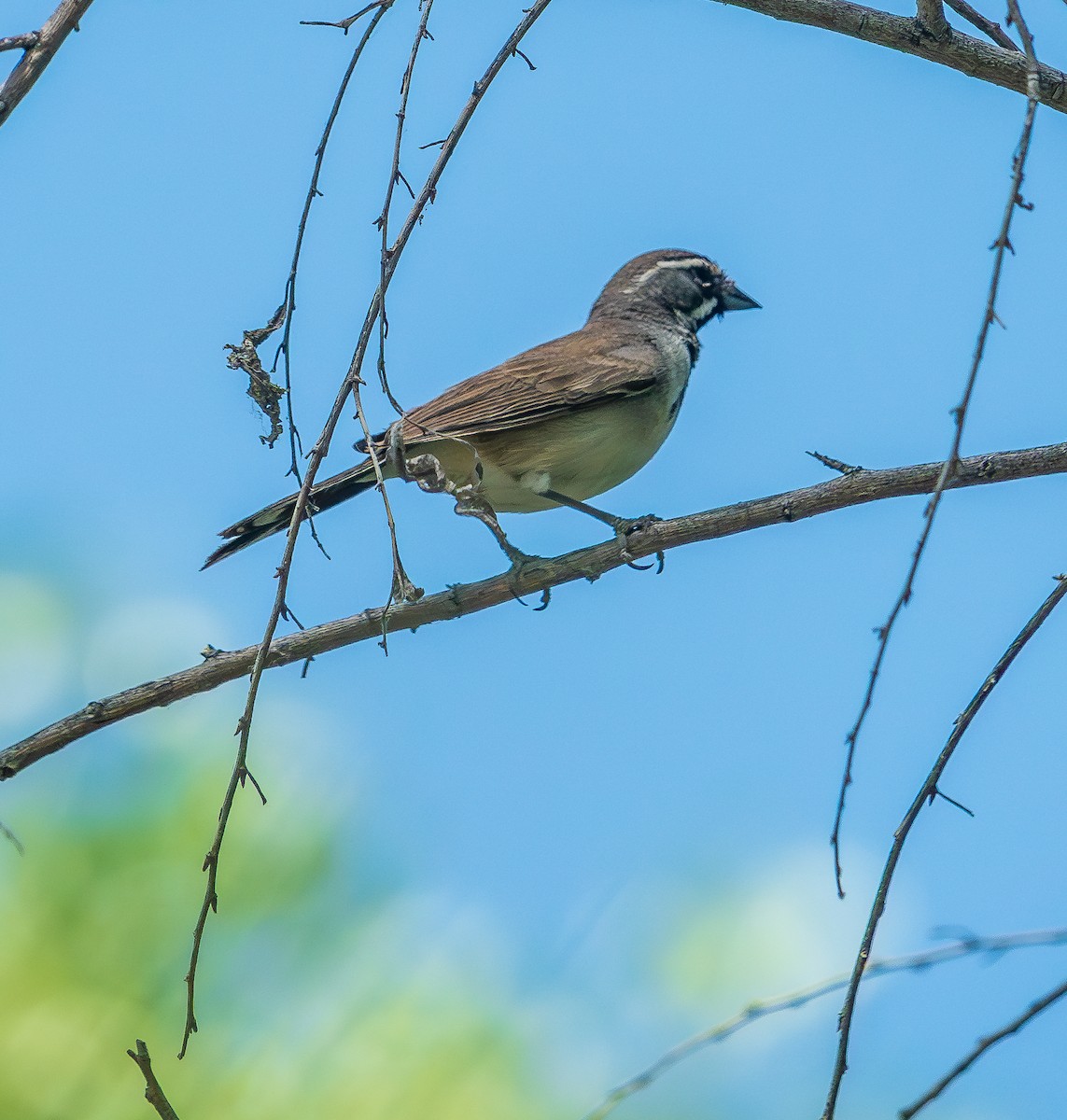 Black-throated Sparrow - ML620302561