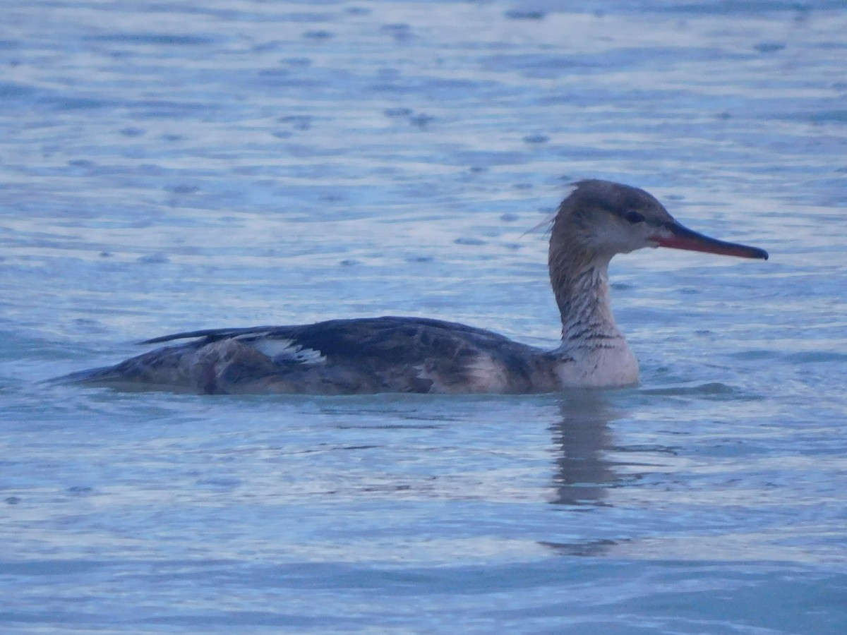 Red-breasted Merganser - ML620302566