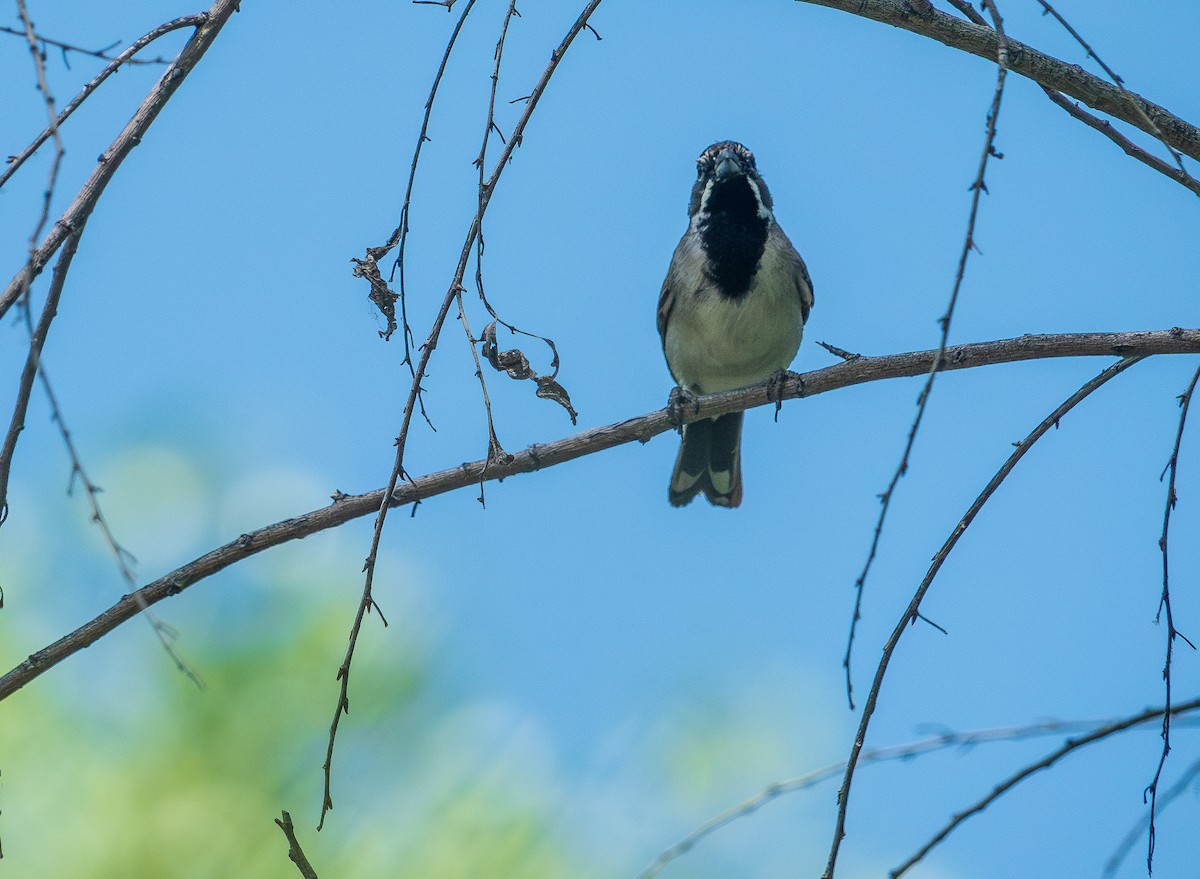 Black-throated Sparrow - ML620302567