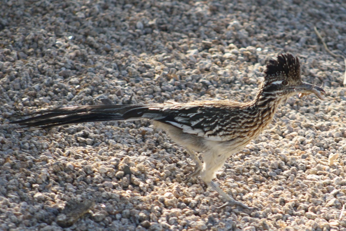 Greater Roadrunner - ML620302570