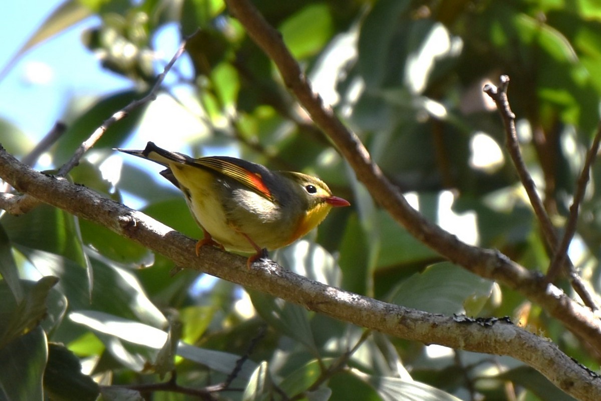 Red-billed Leiothrix - ML620302574