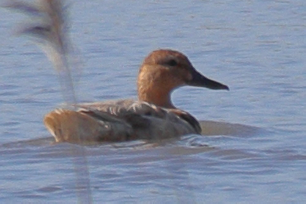 duck sp. - ML620302575