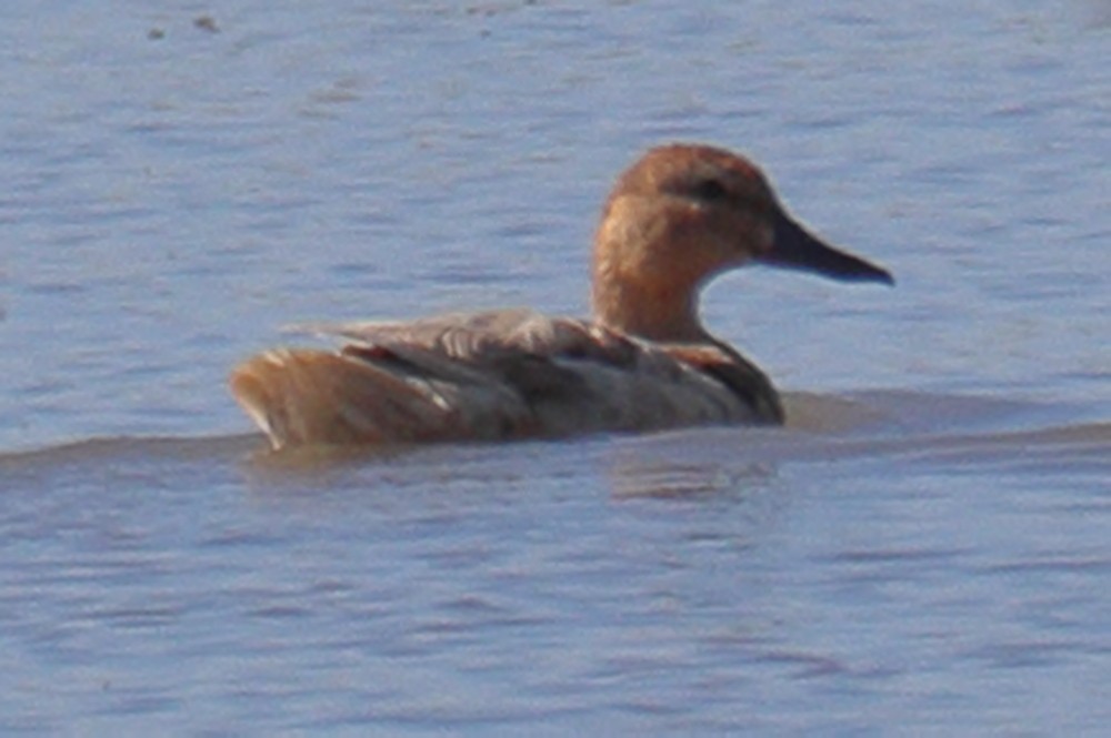 duck sp. - ML620302576