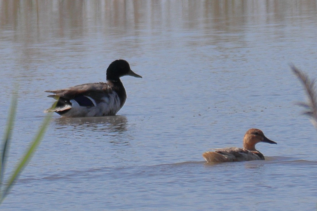 anatidé sp. (canard sp.) - ML620302577