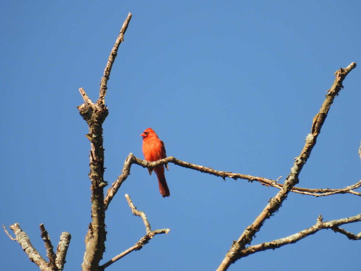 Northern Cardinal - ML620302578