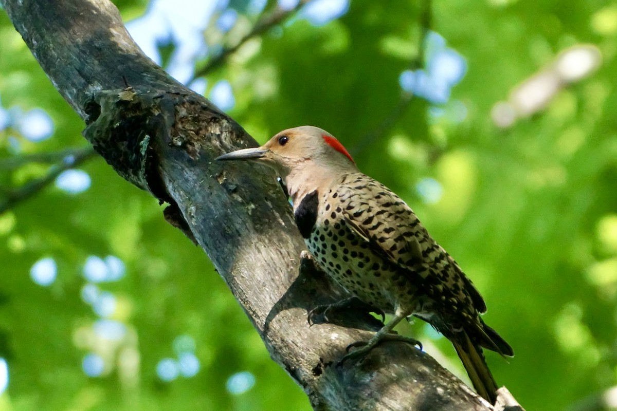 Northern Flicker - ML620302579