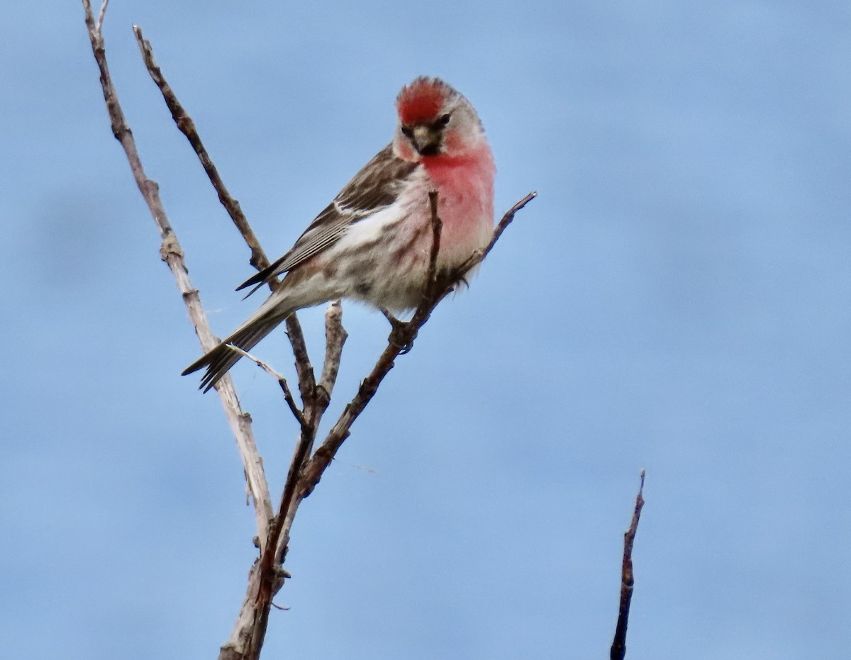 Common Redpoll - ML620302580