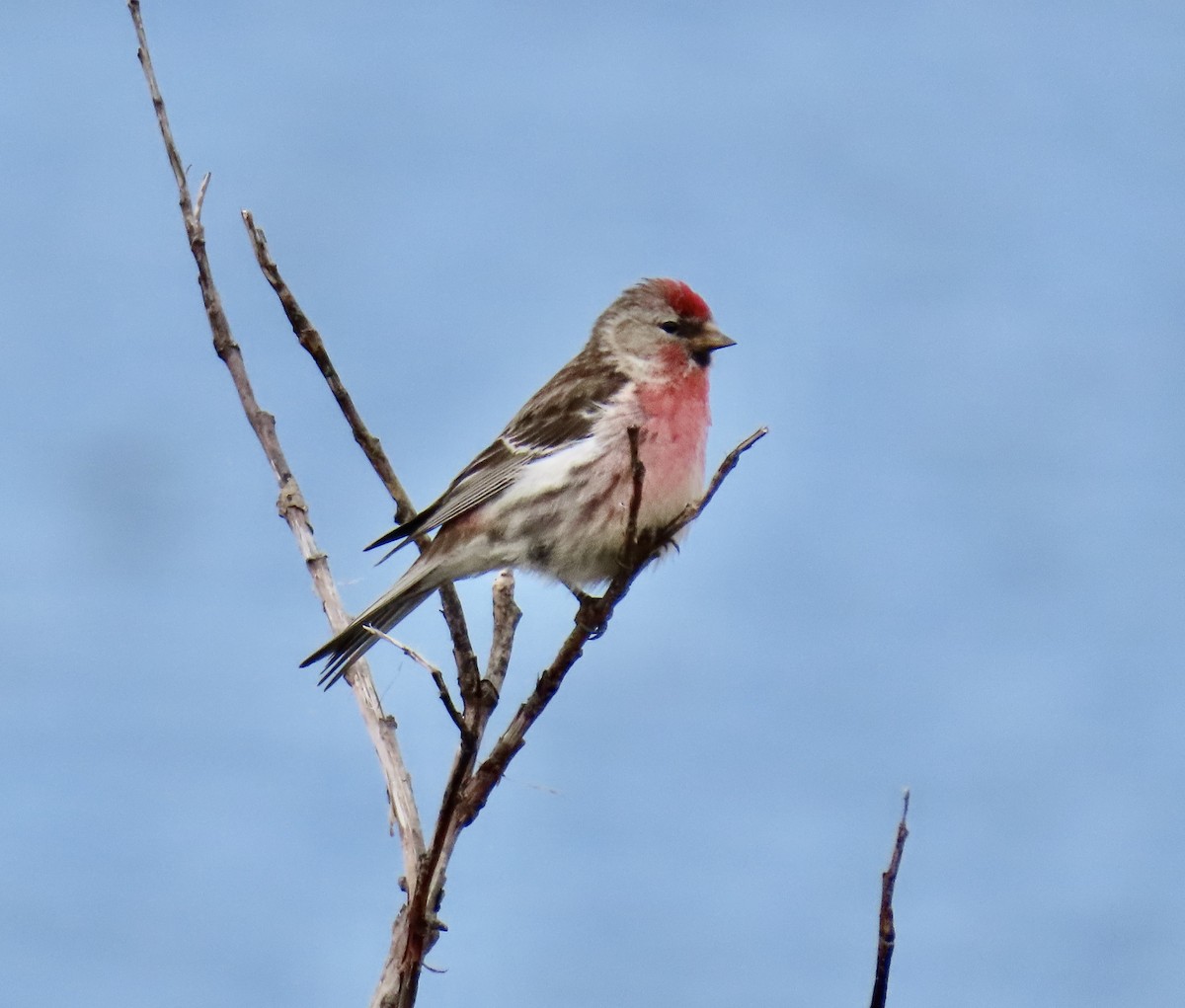 普通朱頂雀 - ML620302583