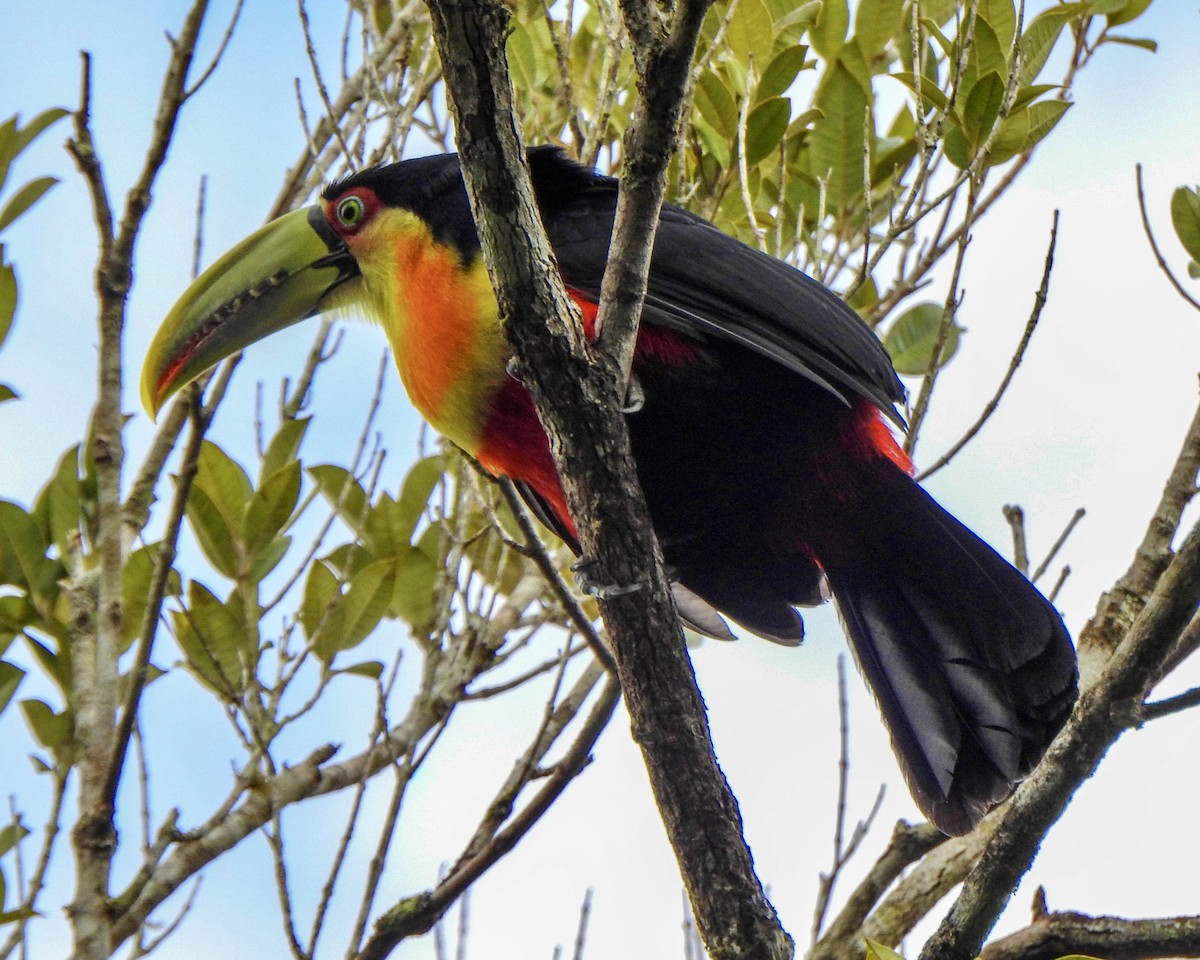 Red-breasted Toucan - ML620302586