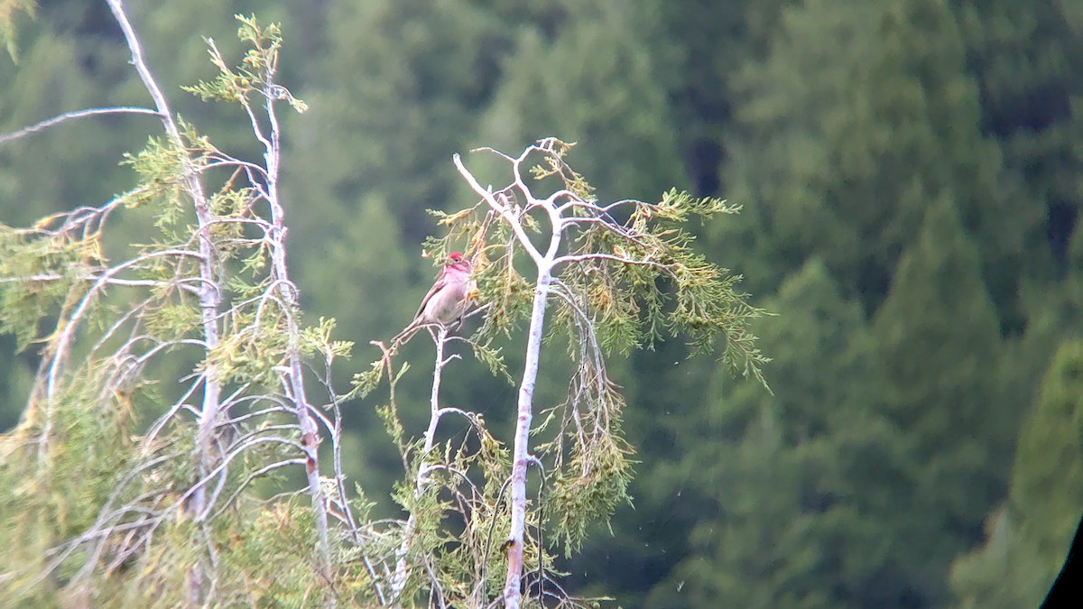 Cassin's Finch - ML620302596