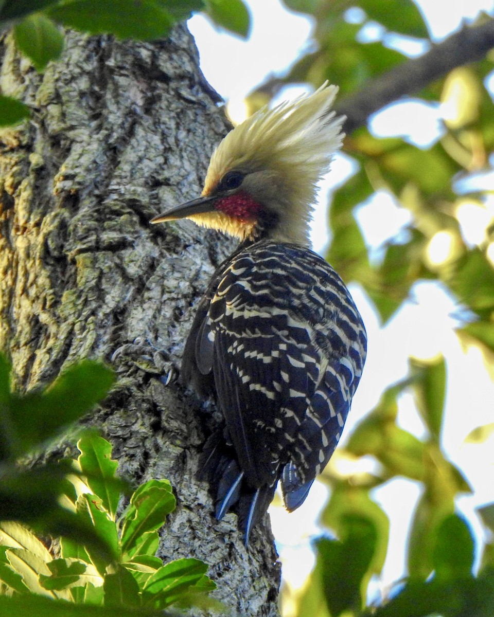 Blond-crested Woodpecker - ML620302598