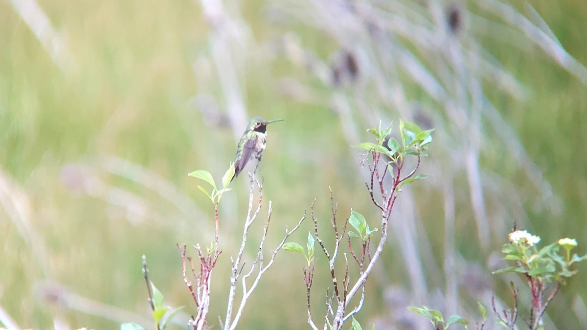 Broad-tailed Hummingbird - ML620302599