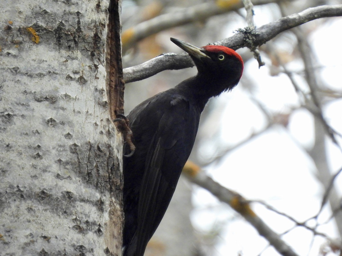 Black Woodpecker - ML620302601