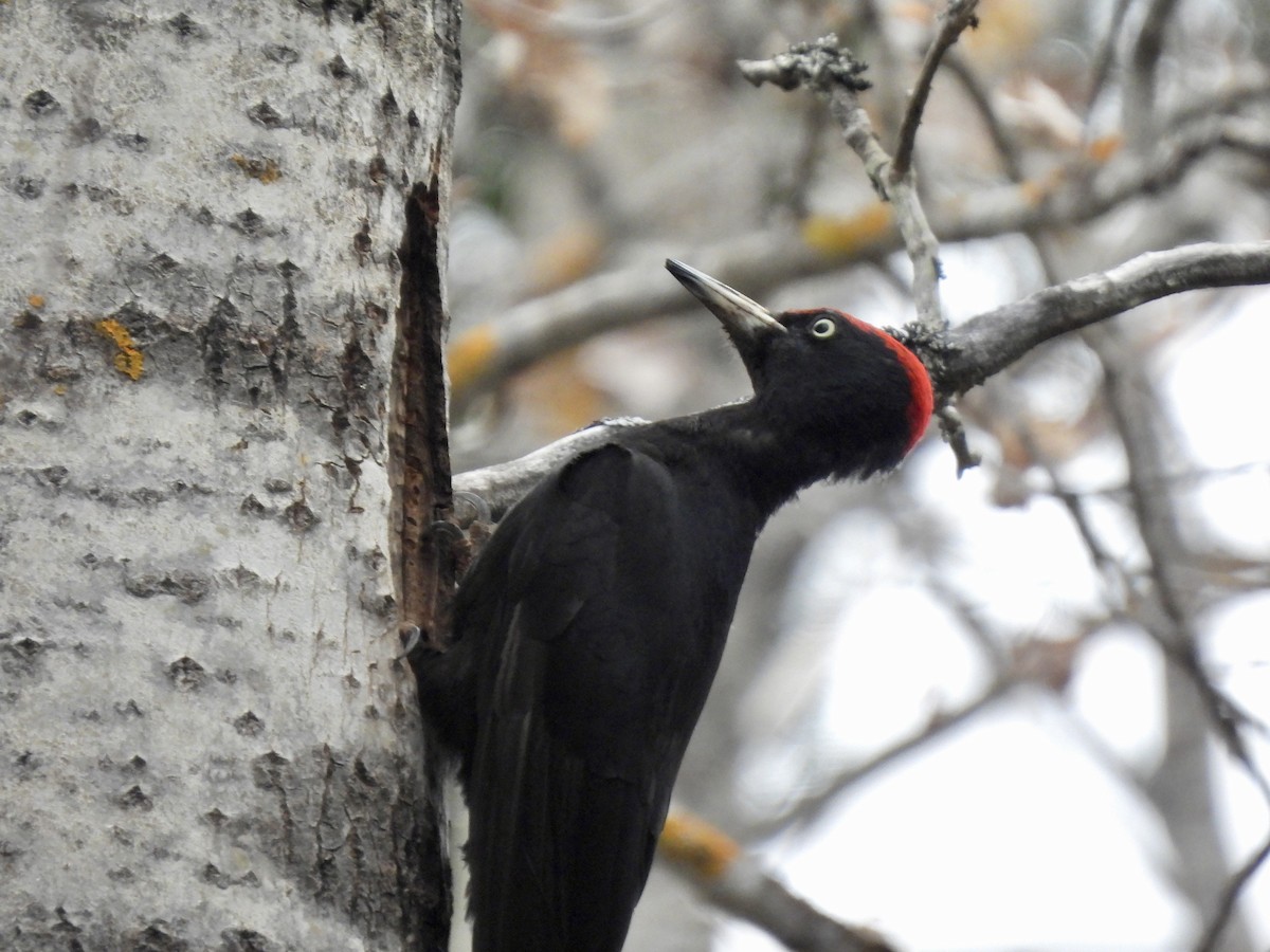 Black Woodpecker - ML620302602