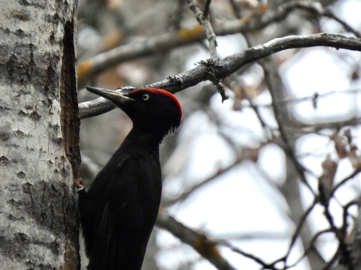Black Woodpecker - ML620302603