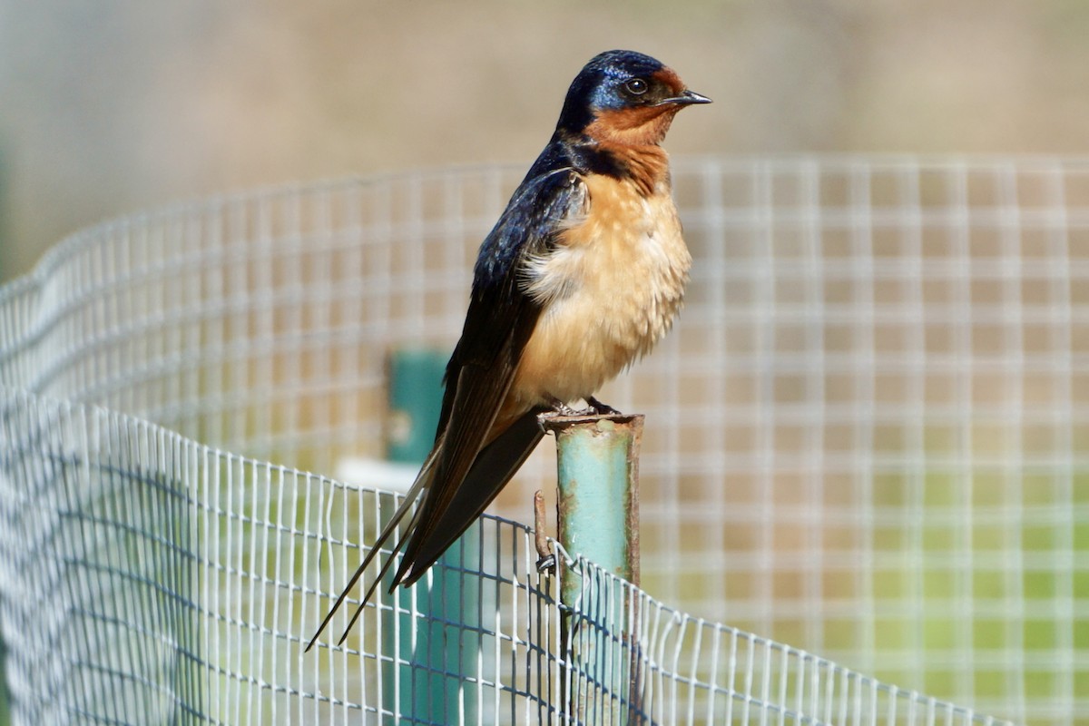 Barn Swallow - ML620302605