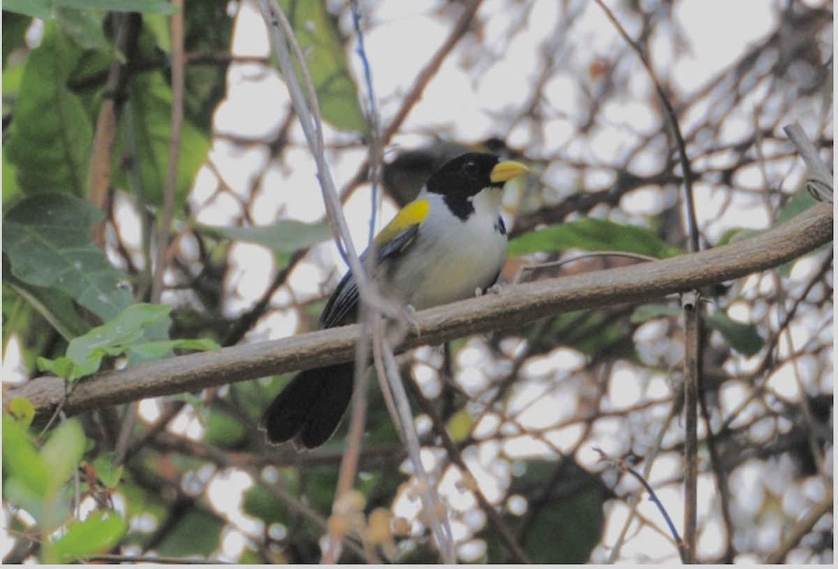 Golden-winged Sparrow - ML620302611