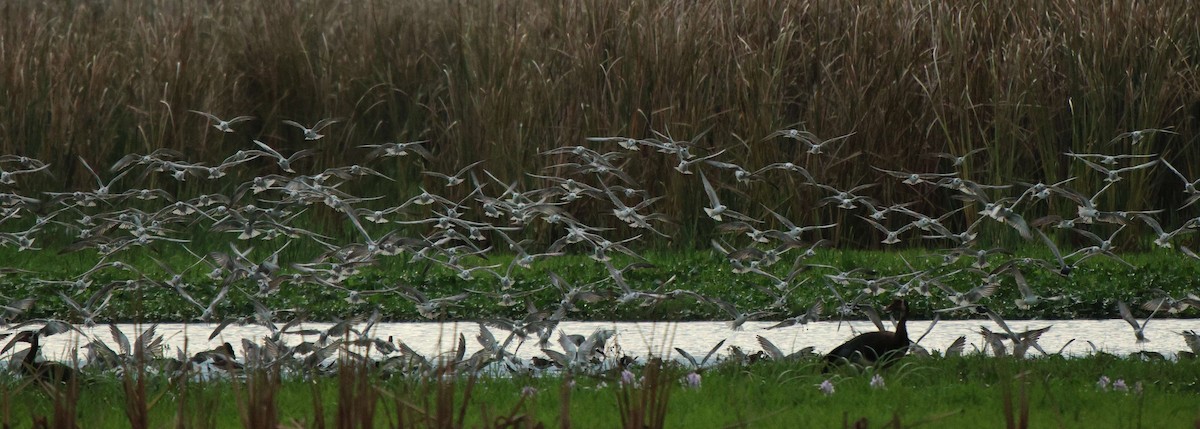 White-winged Tern - ML620302612