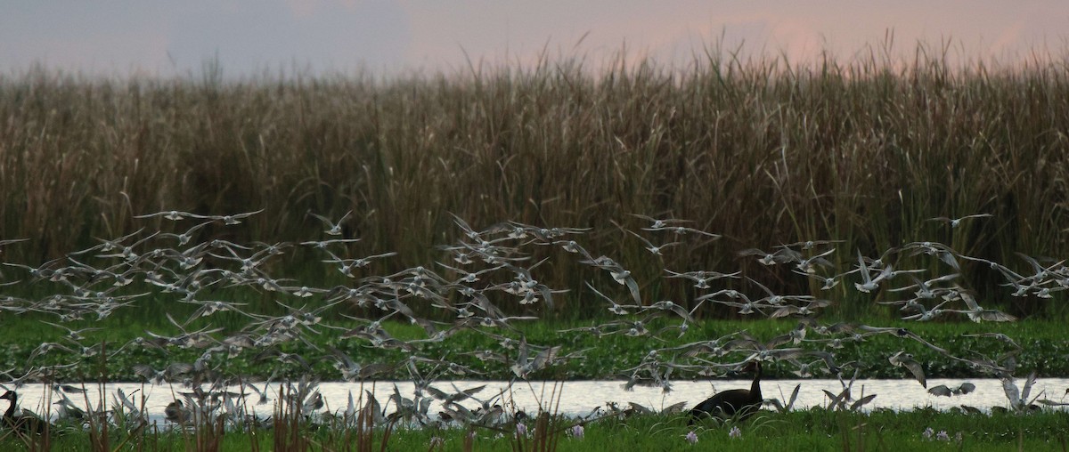 White-winged Tern - ML620302613