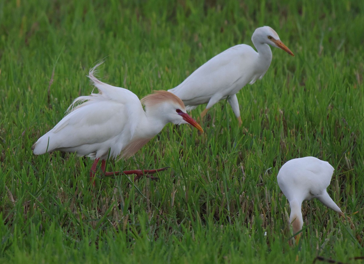 Western Cattle Egret - ML620302614