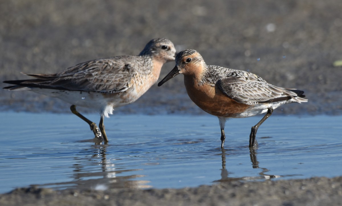 Red Knot - ML620302617