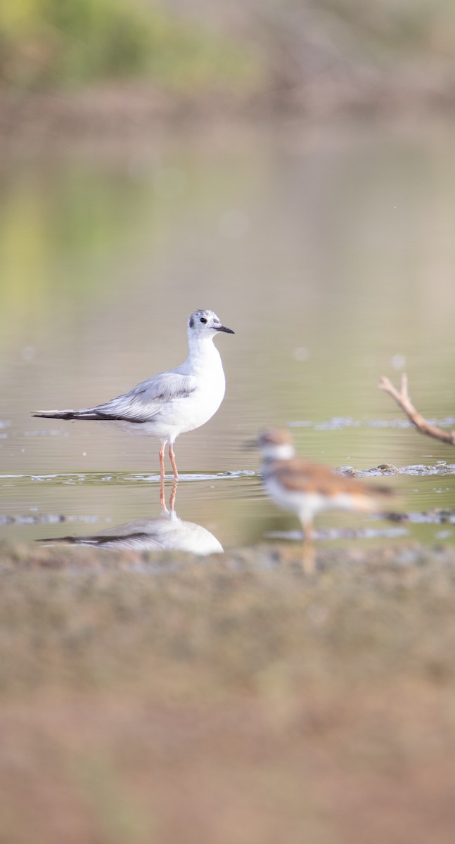 Bonaparte's Gull - ML620302619