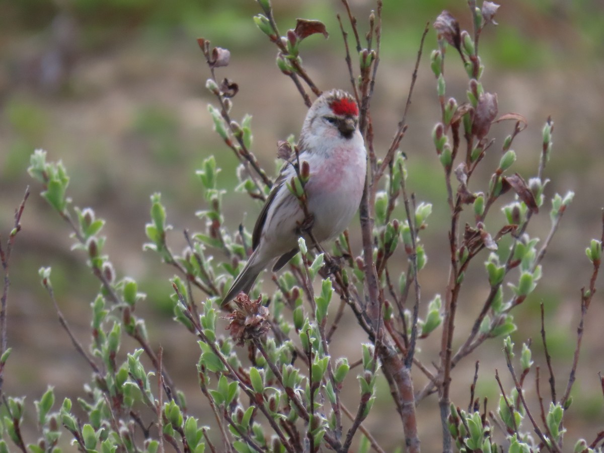 Hoary Redpoll - ML620302621