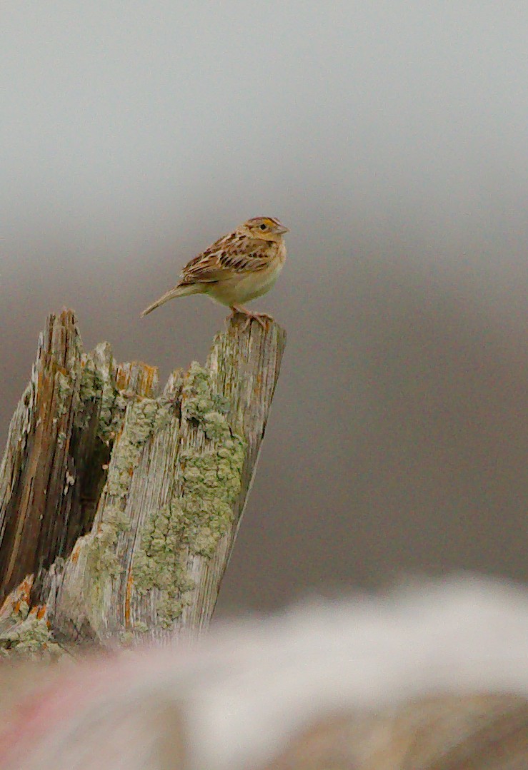 Grasshopper Sparrow - ML620302622