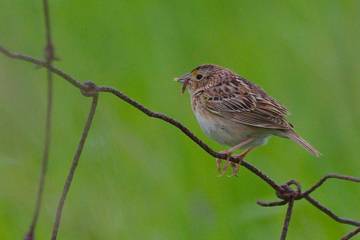 Grasshopper Sparrow - ML620302623