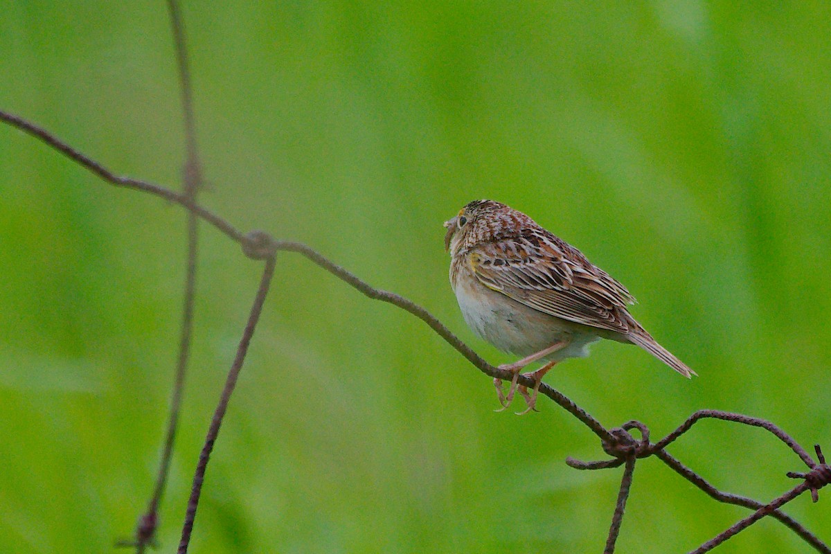 Chingolo Saltamontes - ML620302624