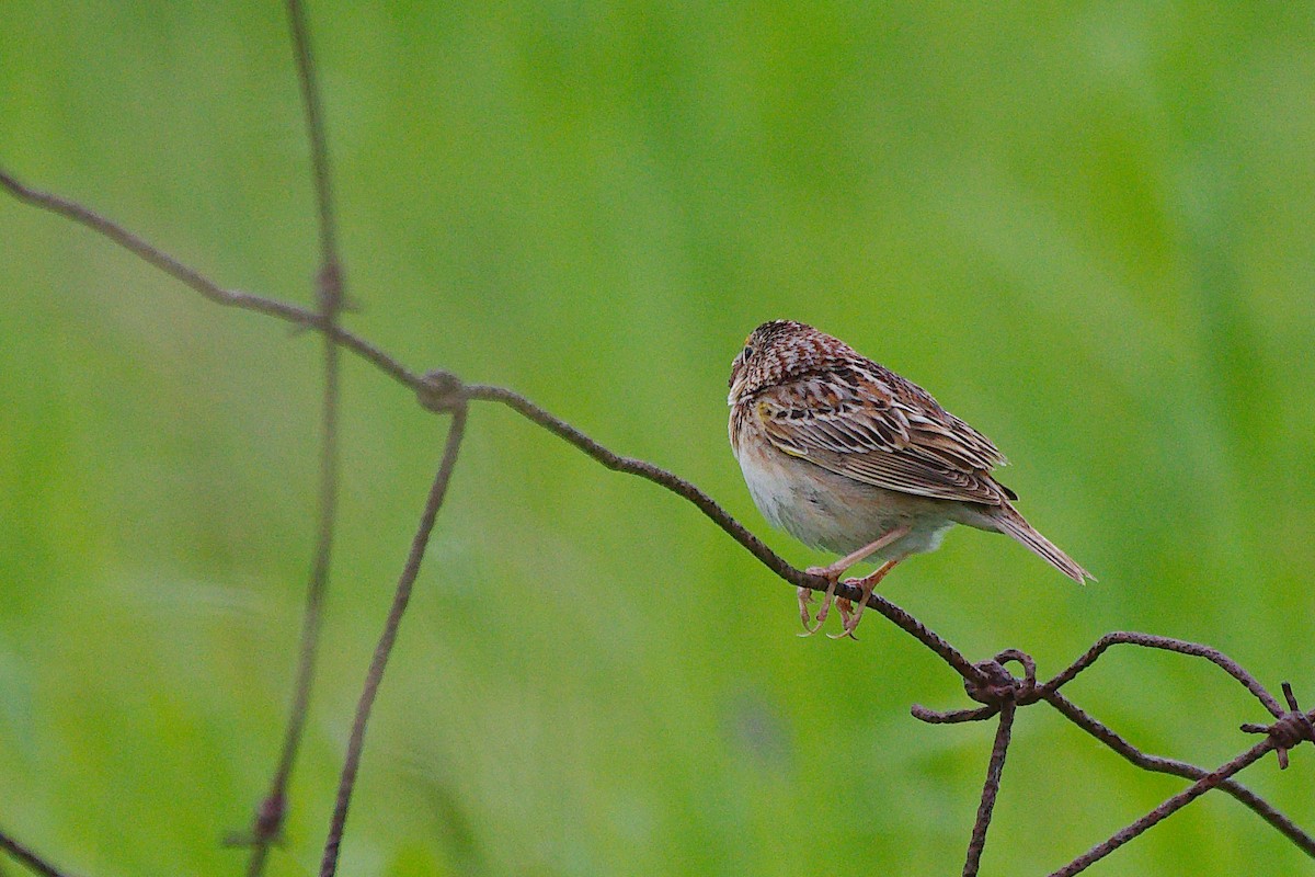 Grasshopper Sparrow - ML620302627