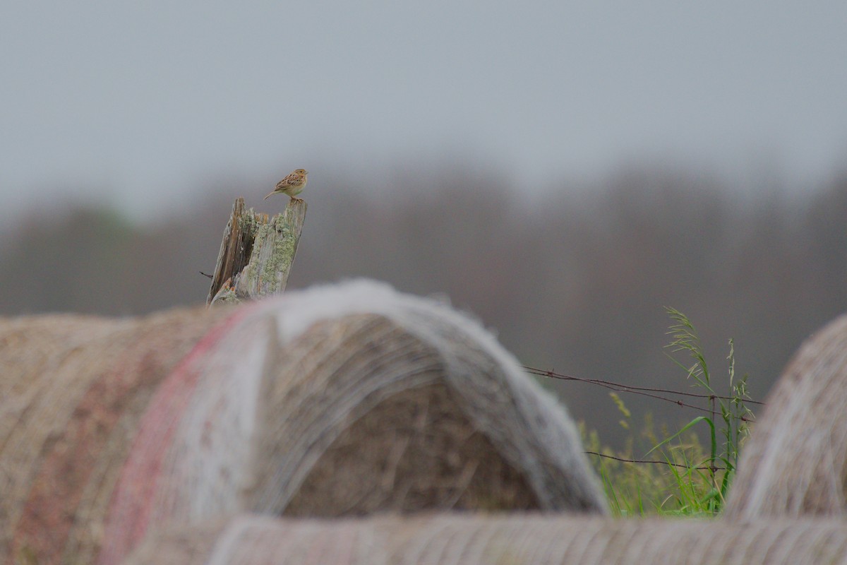 Grasshopper Sparrow - ML620302629