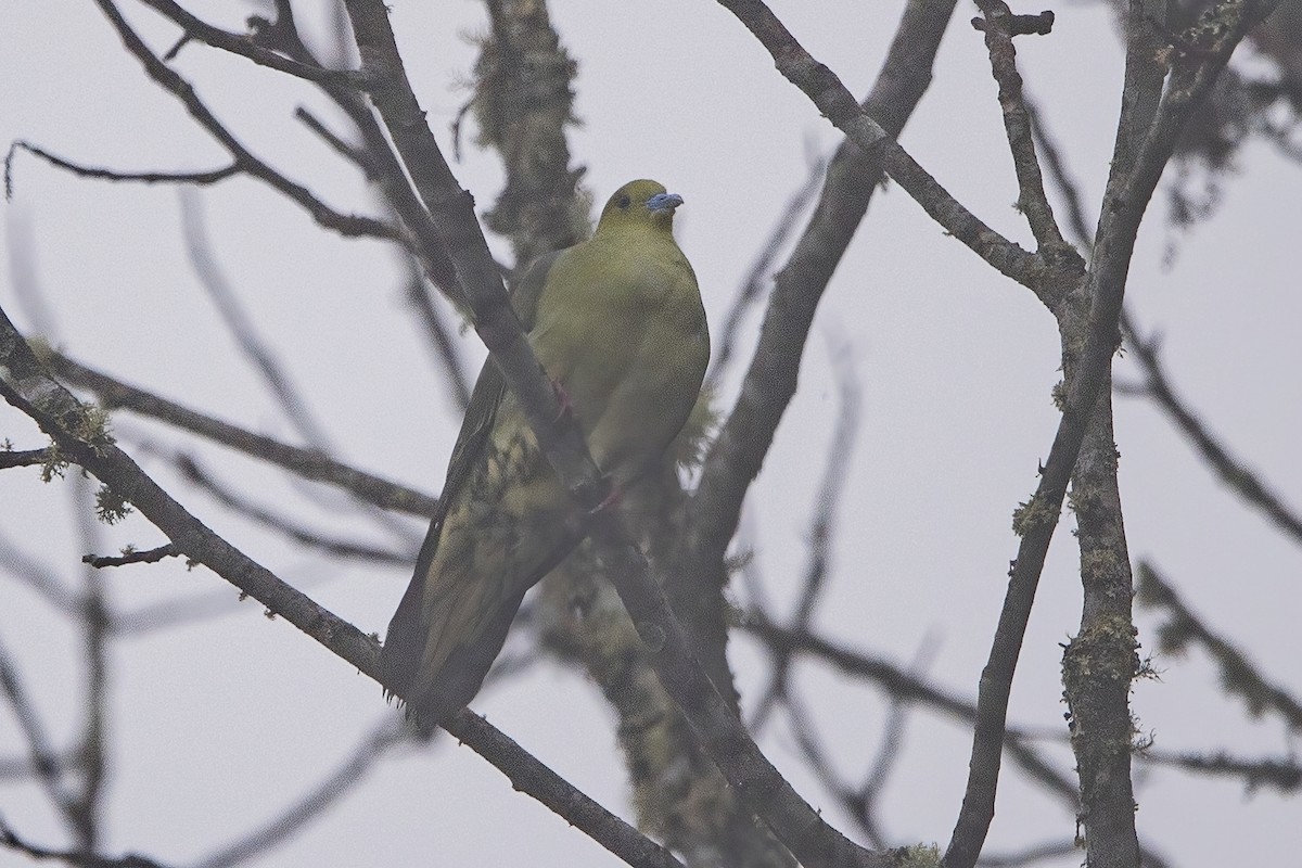 Wedge-tailed Green-Pigeon - ML620302630