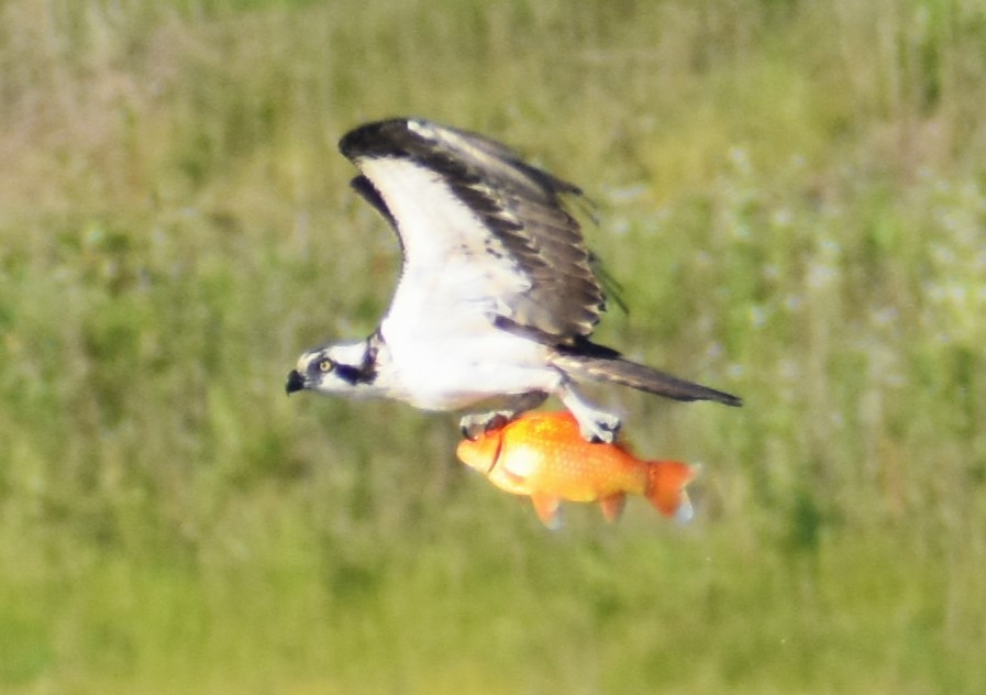 Águila Pescadora - ML620302636