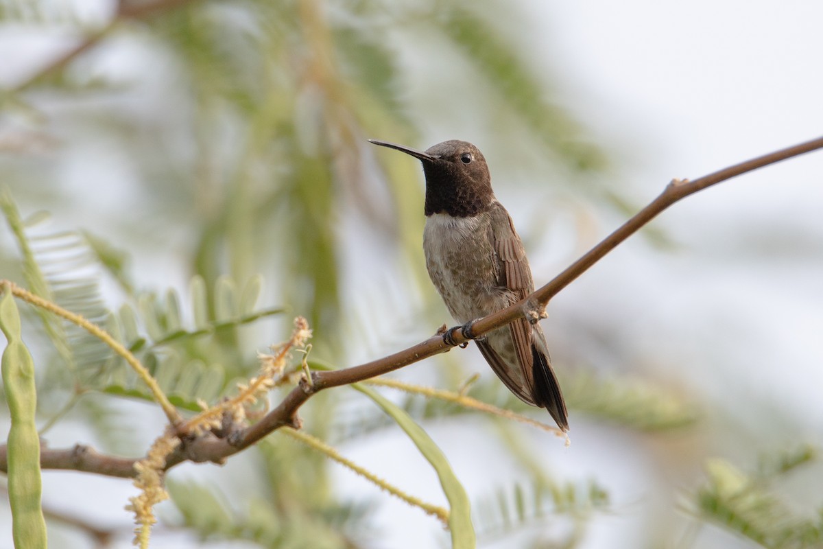 Black-chinned Hummingbird - ML620302641