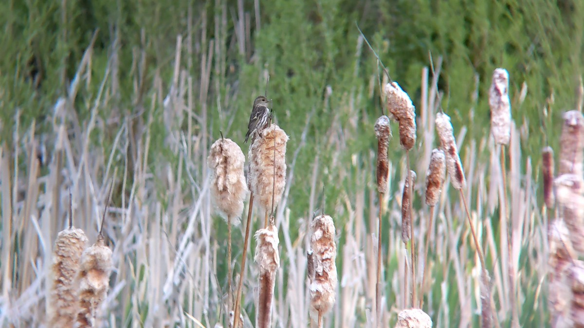 Pine Siskin - ML620302642