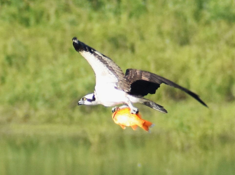 Águila Pescadora - ML620302646