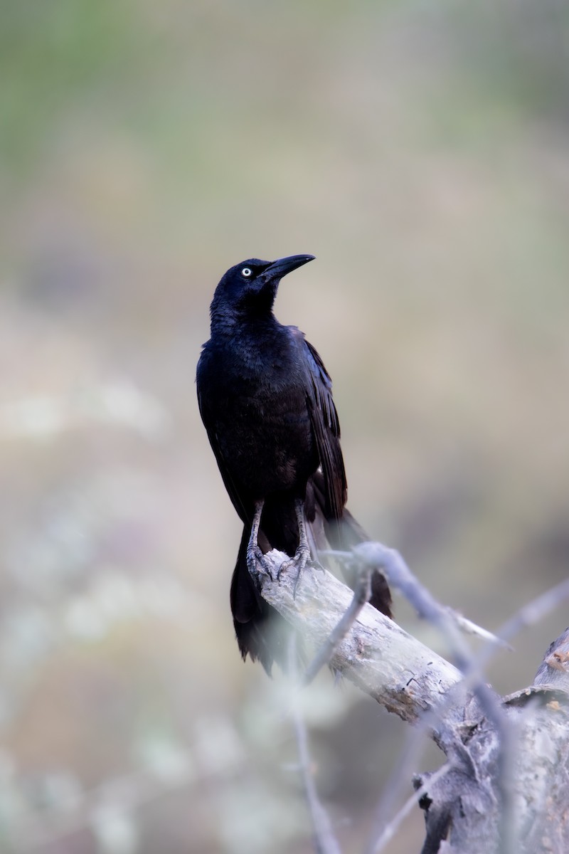 Great-tailed Grackle - ML620302651