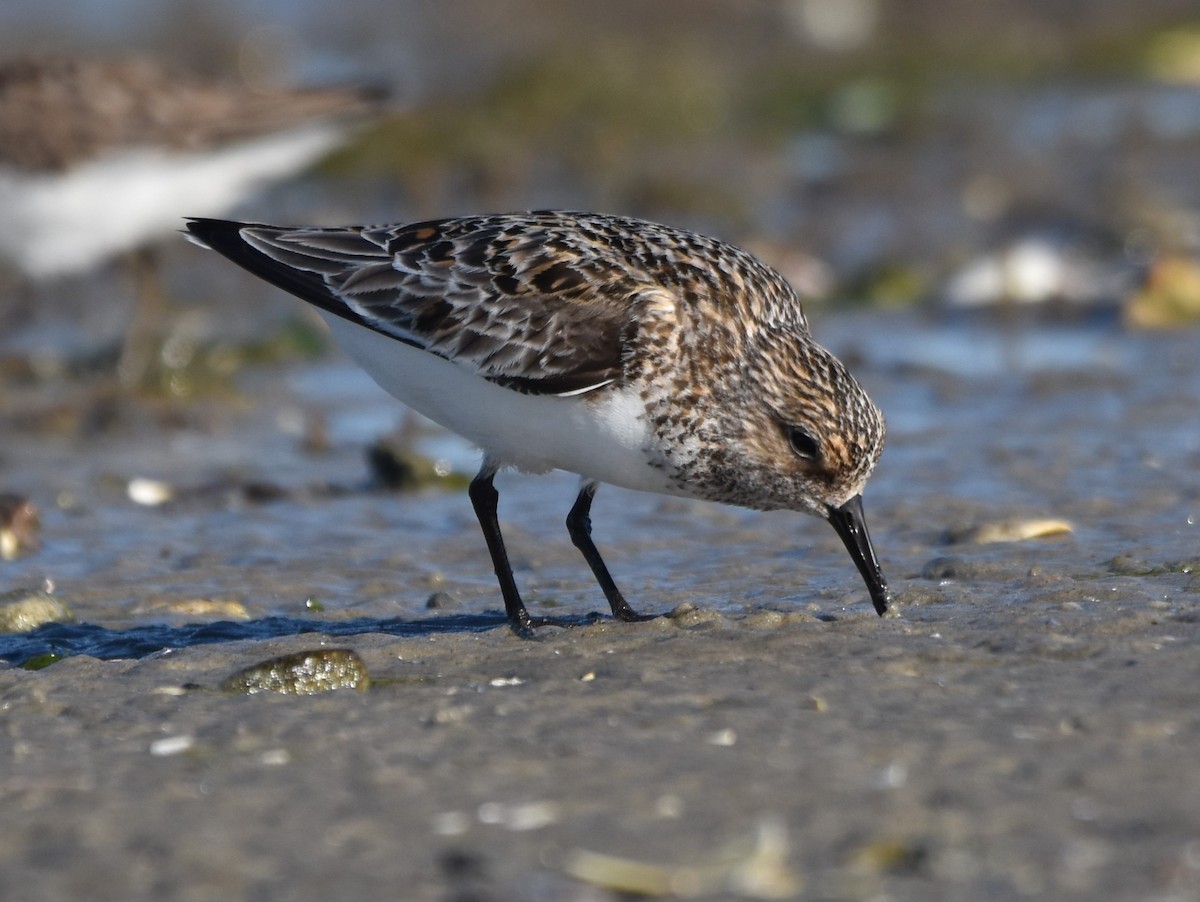 Bécasseau sanderling - ML620302652