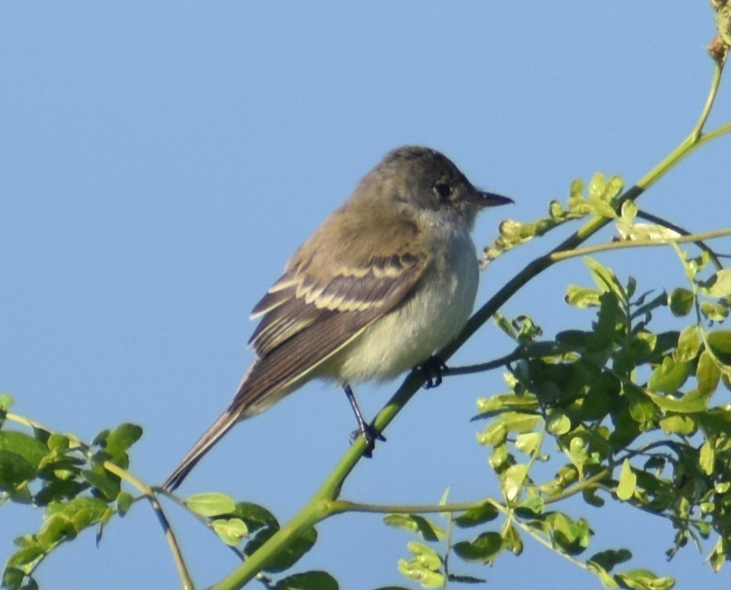 Willow Flycatcher - ML620302653