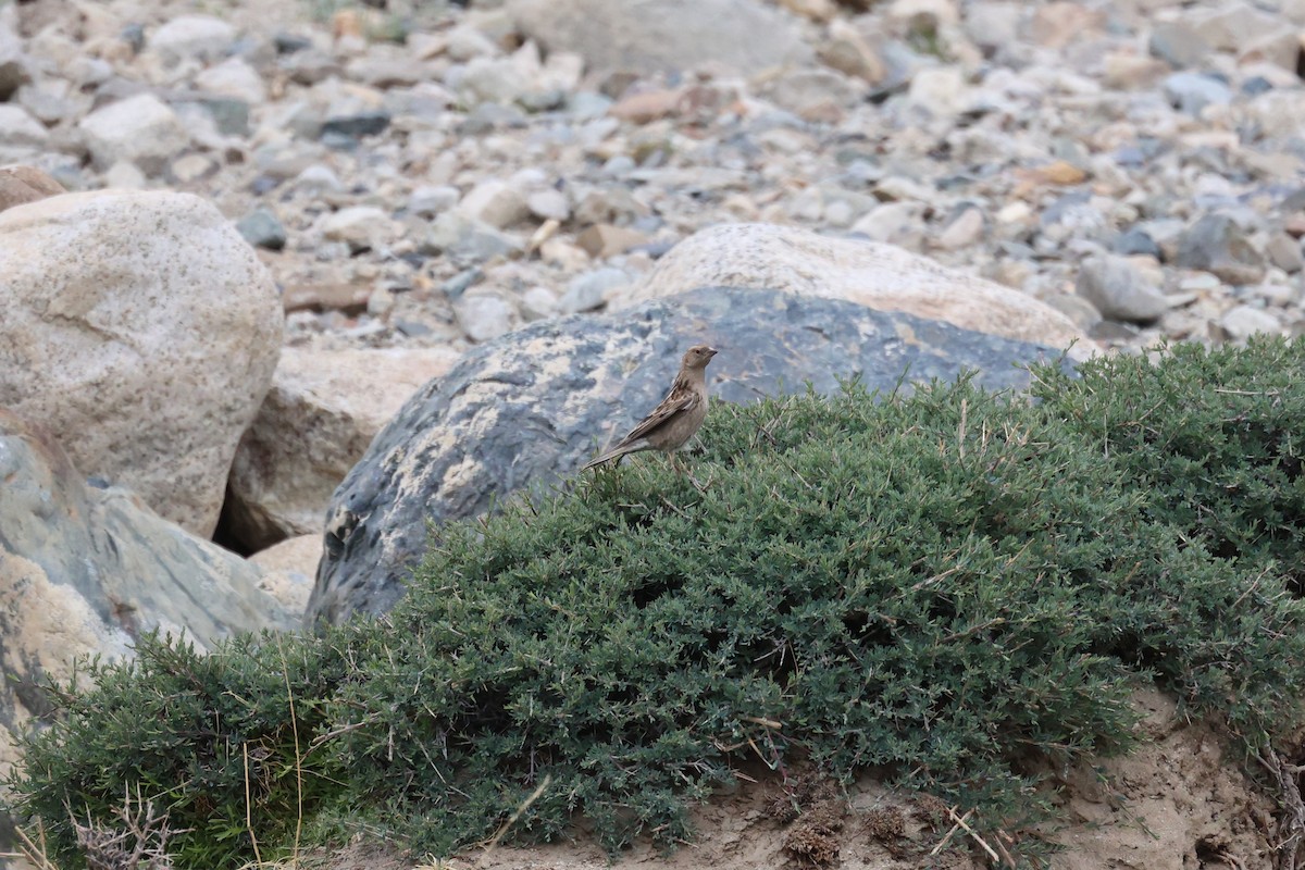 Plain Mountain Finch - ML620302658