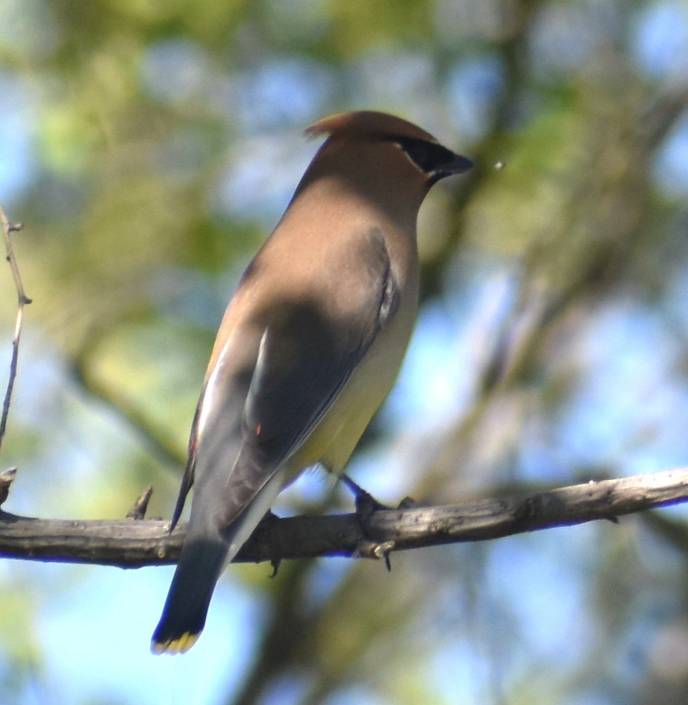 Cedar Waxwing - ML620302661