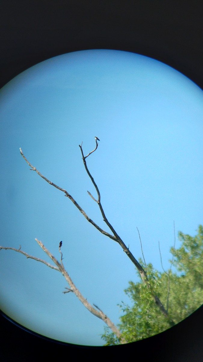 Tree Swallow - ML620302666