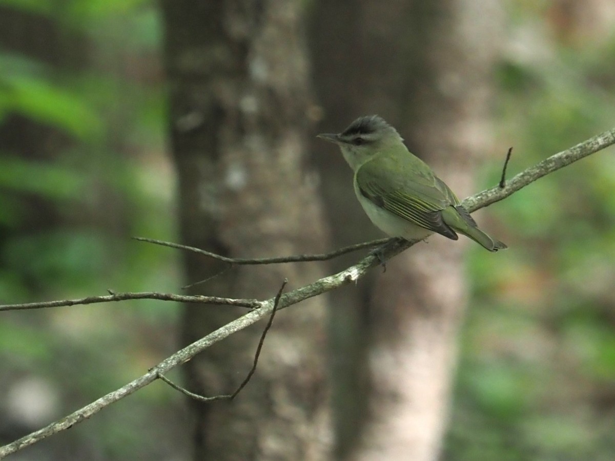 Vireo Ojirrojo - ML620302669